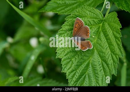 Viola-refilato rame Foto Stock