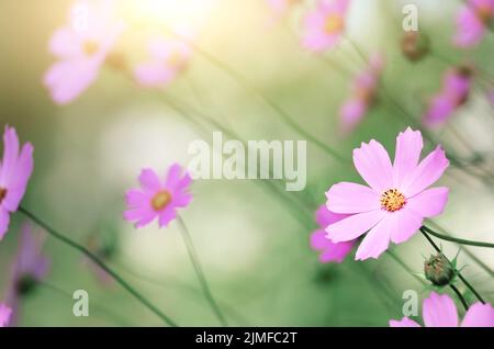 Cosmo di campo dei fiori sotto il sole di mattina la luce Foto Stock