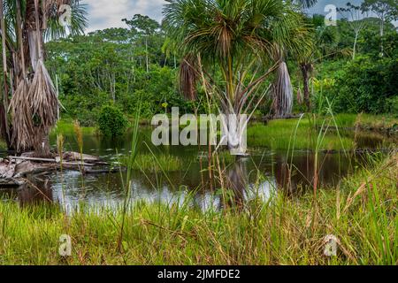 Ambiente della foresta pluviale vicino Natau, Perù Foto Stock