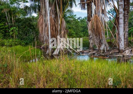 Ambiente della foresta pluviale vicino Natau, Perù Foto Stock