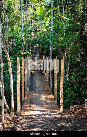 Ambiente della foresta pluviale vicino Natau, Perù Foto Stock