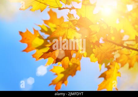 Giallo e Rosso di foglie di acero durante la stagione autunnale contro sunny blue sky Foto Stock