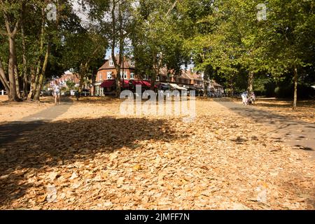 Erba arroccata indotta dalla siccità e caduta di foglie su Barnes Common, Barnes, Londra, SW13, Inghilterra, REGNO UNITO Foto Stock