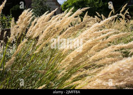 Le erbe selvatiche dorate che ondeggiano nel vento Foto Stock