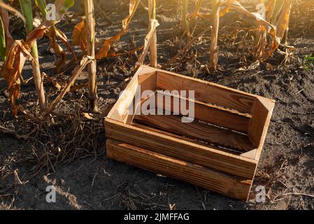 Vista ad angolo alto su gabbia di legno vuota all'ora estiva del campo di mais Foto Stock