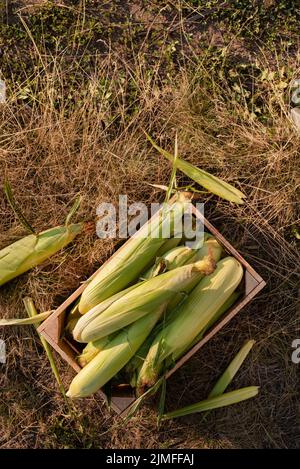 Appena raccolto pannocchie di mais dolce in legno pancia gabbia piatta vista Foto Stock