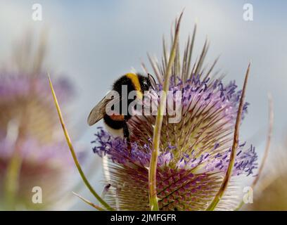 Bumblebee su thistle in estate Foto Stock