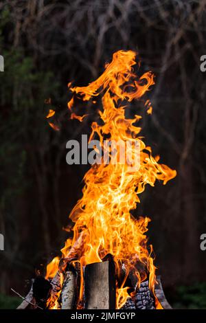 Fuoco arancione luminoso da legno di betulla. Foto Stock