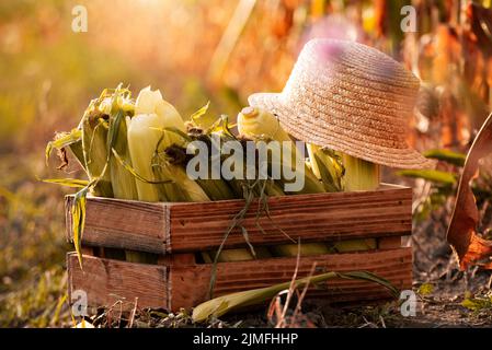 Vista da primo piano in cassa di legno con pannocchie di mais dolce e cappello di paglia al campo di mais Sunset ora estiva da qualche parte in Ucraina. Mietitura del mais Foto Stock