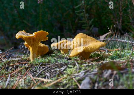 Canterelli (Cantharellus cibarius) a terra in una foresta in autunno Foto Stock