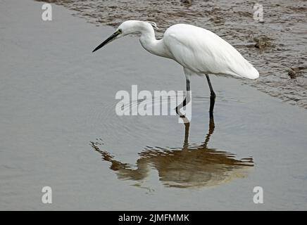 Un po' di Egret si tuffa nelle acque poco profonde del fiume Tavy in bassa marea alla ricerca di cibo; Foto Stock