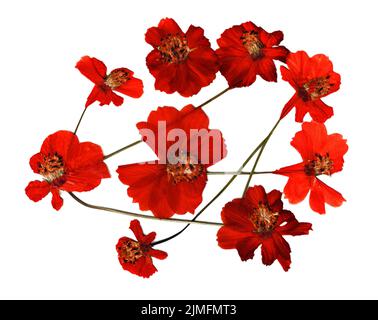 petali di fiori secchi, bouquet di applicazione di fiori secchi Foto Stock