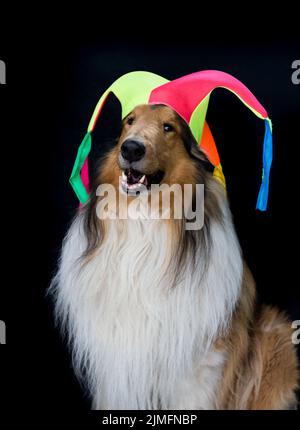 Ritratto di un collie dai capelli lunghi con un cappello harlequin Foto Stock