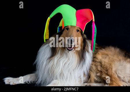 Ritratto di un collie dai capelli lunghi con un cappello harlequin Foto Stock