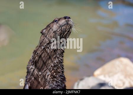 Una lontra del fiume nordamericano nello zoo di Hemker Park, Minnesota Foto Stock