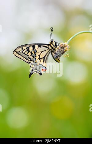 Coda forcuta Foto Stock