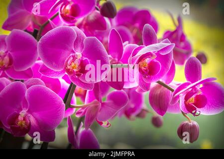 Orchid rosa fiori viola ramo Foto Stock