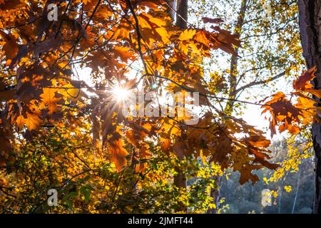 Una giornata di sole autunnale sull'altopiano dei sei laghi di Duisburg Foto Stock
