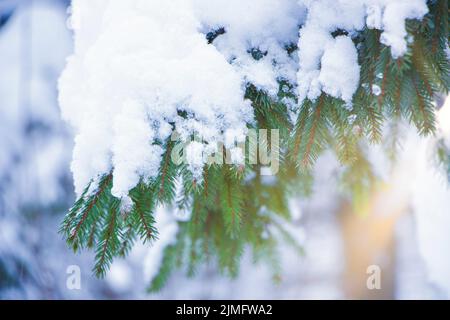 Ramo innevato di un albero di Natale su un albero. Luce del sole, belle carte invernali. Non è un'immagine nitida e sfocata. Foto Stock