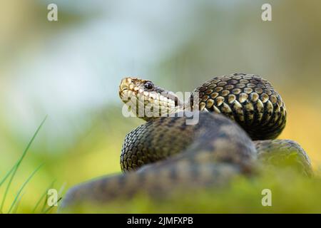 Viper comune (Vipera berus) Foto Stock
