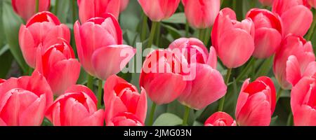 Colorato primo piano rosso tulipani vacanza sfondo panoramico Foto Stock