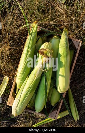 Appena raccolto pannocchie di mais dolce in legno pancia gabbia piatta vista Foto Stock