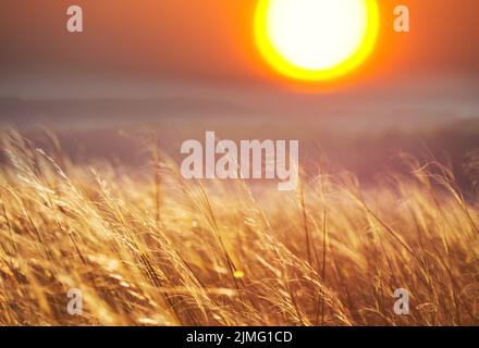 La prateria sul tramonto Foto Stock