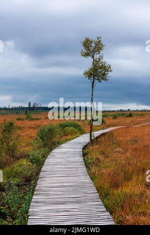 Paesaggio di brughiera delle Fene alte in autunno Foto Stock