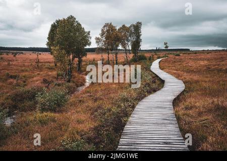 Percorso di legno nel parco naturale Eifel Hohes Venn. Foto Stock