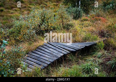 Brughiera delle Fene alte in autunno Foto Stock