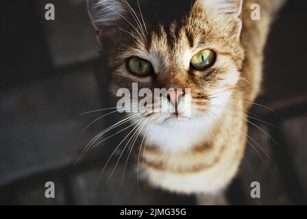 Gatto senza tetto vagante che guarda nei vostri occhi, rifugio animale, fiducia e concetto di cura Foto Stock