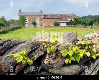 Luminoso verde luppolo frutti che crescono contro un muro di pietra in un campo con una vecchia casa colonica in pietra in lontananza Foto Stock