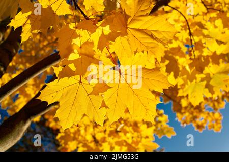 Foglie di acero norvegese (Acer platanoides) con colorazione giallo autunno alla luce posteriore Foto Stock