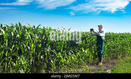 Maschio contadino caucasico in tute e stivali di gomma con computer tablet che filma campo di mais Foto Stock