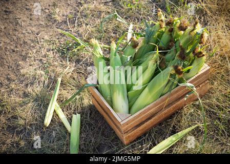 Appena raccolto pannocchie di mais dolce in legno tavola gabbia vista closeup Foto Stock