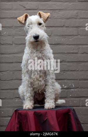 Ritratto di felice Fox Terrier Dog guardando in Camera e sorridendo su uno sgabello rosso contro un marrone mattone sfondo, vista frontale Foto Stock