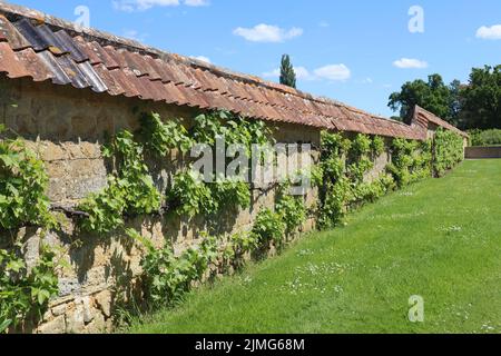 Viti che crescono contro il muro di pietra fuori dal giardino della cucina in una vecchia casa padronale inglese Foto Stock