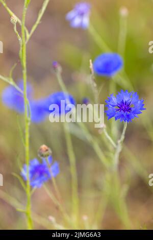 Bluebottle, fiore di boutonniere, Hurtdickle, fiore di Cyani, fiore di mais blu, Centaurea ciano, in piedi da soli tra i gras verdi Foto Stock