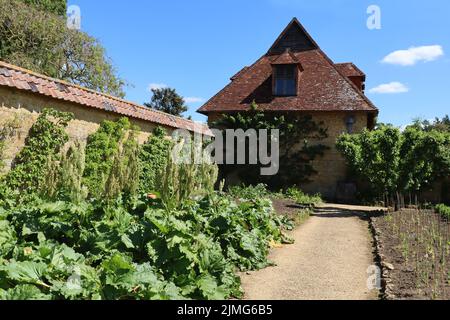 Un percorso di ghiaia con piante di rabarbaro molto sane che crescono nel giardino della cucina di una vecchia casa padronale inglese Foto Stock