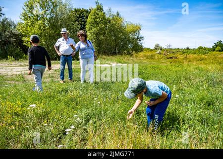 Adulti e due bambini in cerca di qualcosa in erba verde e erbacce in una calda giornata estiva in via Bernata. Foto Stock