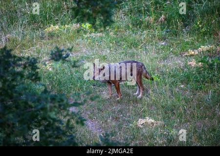 Lupo italiano, Canis Lupus Italicus, sottospecie uniche del lupo grigio indigeno. Campione adulto prelevato nella foresta. Foto Stock