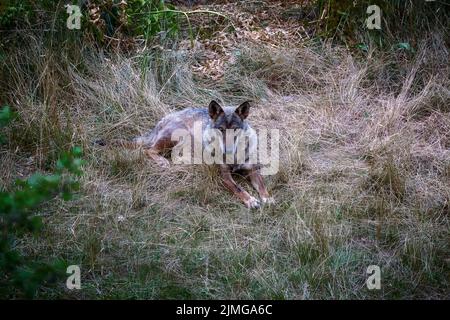 Lupo italiano, Canis Lupus Italicus, sottospecie uniche del lupo grigio indigeno. Campione adulto prelevato nella foresta. Foto Stock