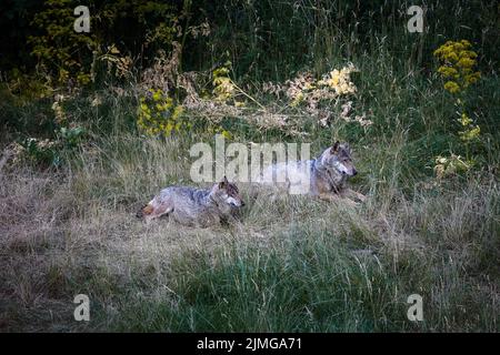 Lupo italiano, Canis Lupus Italicus, sottospecie uniche del lupo grigio indigeno. Campione adulto prelevato nella foresta. Foto Stock