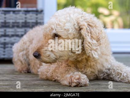 Un bel cane Labradoodle di colore beige dai capelli ricci, sdraiato su qualche ponte di legno Foto Stock