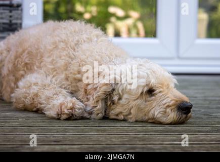 Un bel cane Labradoodle di colore beige dai capelli ricci, sdraiato su qualche ponte di legno Foto Stock