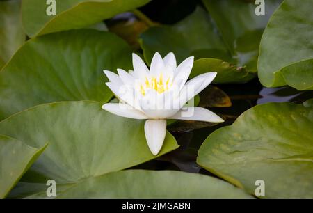 Un primo piano di un giglio d'acqua bianca, (Nymphaea alba), fiorito sulla superficie di uno stagno e circondato da Giglio Pads Foto Stock