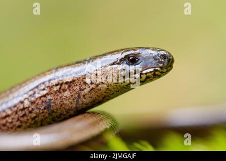 Slowworm (Anguis fragilis) Foto Stock