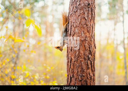 Scoiattolo con una grande coda soffice scende la testa tronco albero giù Foto Stock