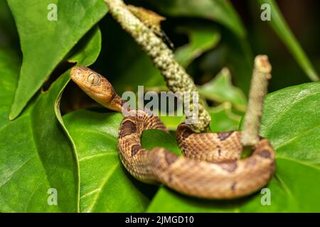 Piccolo-macchiato serpente con occhio di gatto, Leptodeira polysticta, Tortuguero, Costa Rica Foto Stock