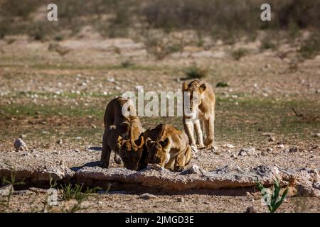 Tre leoni africani che bevono al pozzo nel parco di Kgalagadi, Sudafrica; la famiglia di specie panthera leo di felidae Foto Stock